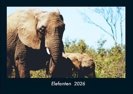 Tobias Becker: Elefanten 2026 Fotokalender DIN A4, Kalender
