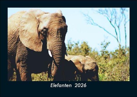 Tobias Becker: Elefanten 2026 Fotokalender DIN A5, Kalender