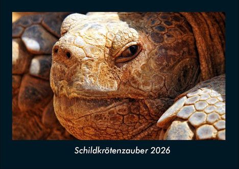 Tobias Becker: Schildkrötenzauber 2026 Fotokalender DIN A4, Kalender