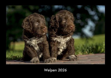 Tobias Becker: Welpen 2026 Fotokalender DIN A3, Kalender