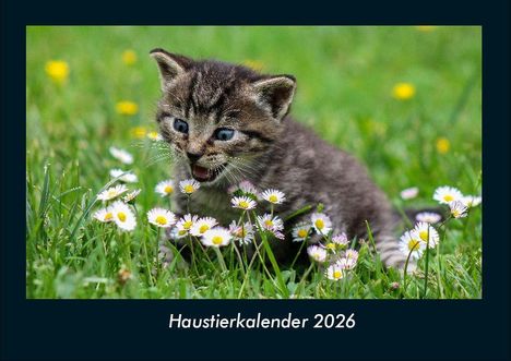 Tobias Becker: Haustierkalender 2026 Fotokalender DIN A4, Kalender
