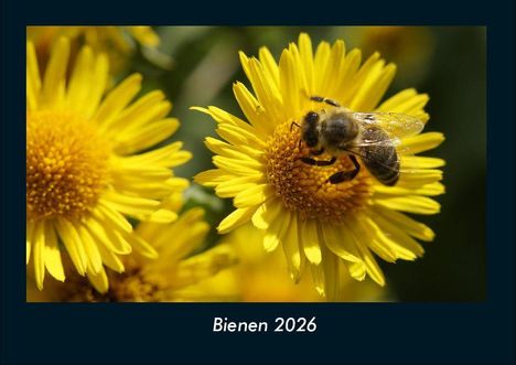 Tobias Becker: Bienen 2026 Fotokalender DIN A4, Kalender