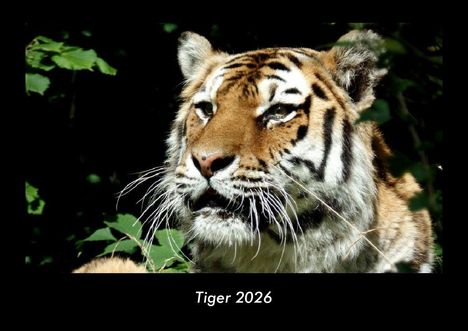 Tobias Becker: Tiger 2026 Fotokalender DIN A3, Kalender