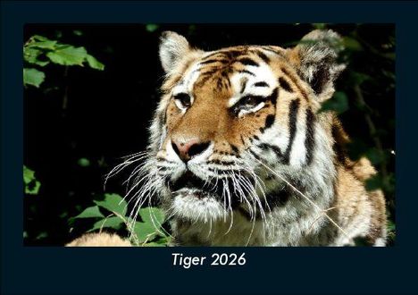 Tobias Becker: Tiger 2026 Fotokalender DIN A5, Kalender