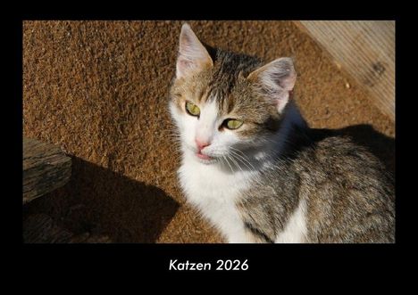 Tobias Becker: Katzen 2026 Fotokalender DIN A3, Kalender