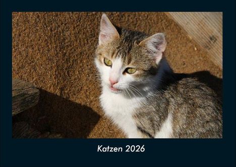 Tobias Becker: Katzen 2026 Fotokalender DIN A4, Kalender