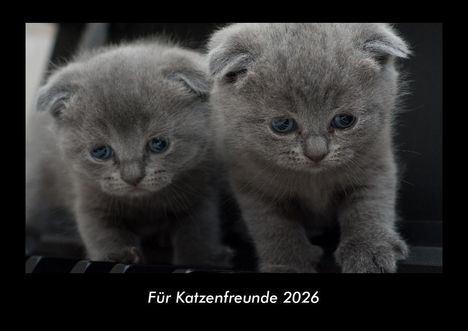 Tobias Becker: Für Katzenfreunde 2026 Fotokalender DIN A3, Kalender