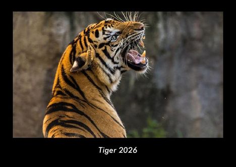 Tobias Becker: Tiger 2026 Fotokalender DIN A3, Kalender