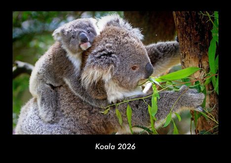 Tobias Becker: Koala 2026 Fotokalender DIN A3, Kalender