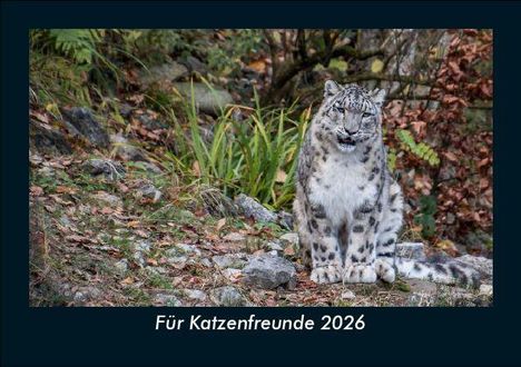 Tobias Becker: Für Katzenfreunde 2026 Fotokalender DIN A5, Kalender