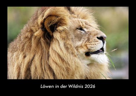 Tobias Becker: Löwen in der Wildnis 2026 Fotokalender DIN A3, Kalender