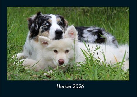 Tobias Becker: Hunde 2026 Fotokalender DIN A4, Kalender