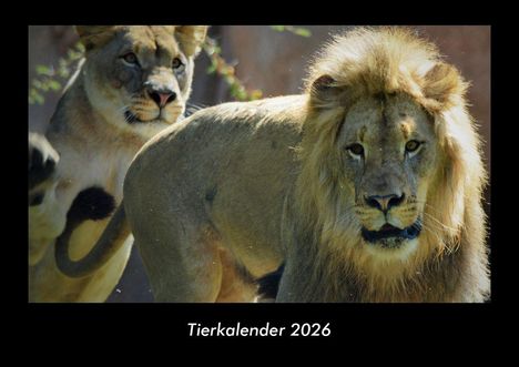 Tobias Becker: Tierkalender 2026 Fotokalender DIN A3, Kalender