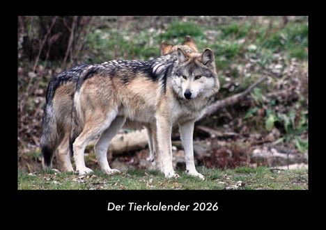 Tobias Becker: Der Tierkalender 2026 Fotokalender DIN A3, Kalender