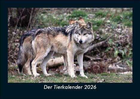 Tobias Becker: Der Tierkalender 2026 Fotokalender DIN A5, Kalender