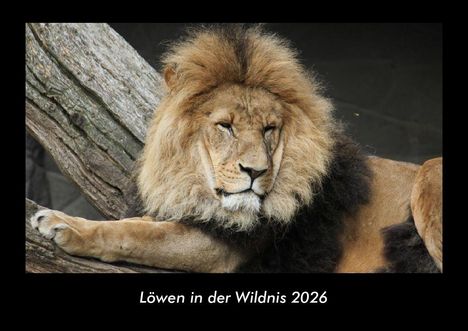 Tobias Becker: Löwen in der Wildnis 2026 Fotokalender DIN A3, Kalender