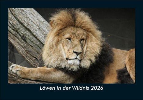 Tobias Becker: Löwen in der Wildnis 2026 Fotokalender DIN A5, Kalender