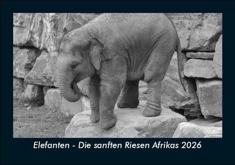 Tobias Becker: Elefanten - Die sanften Riesen Afrikas 2026 Fotokalender DIN A5, Kalender