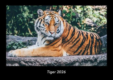 Tobias Becker: Tiger 2026 Fotokalender DIN A3, Kalender