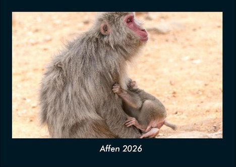 Tobias Becker: Affen 2026 Fotokalender DIN A4, Kalender