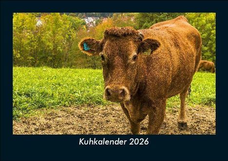 Tobias Becker: Kuhkalender 2026 Fotokalender DIN A5, Kalender