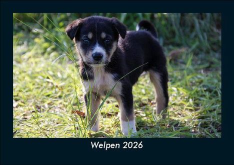Tobias Becker: Welpen 2026 Fotokalender DIN A5, Kalender
