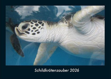Tobias Becker: Schildkrötenzauber 2026 Fotokalender DIN A4, Kalender