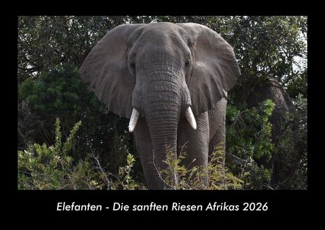 Tobias Becker: Elefanten - Die sanften Riesen Afrikas 2026 Fotokalender DIN A3, Kalender