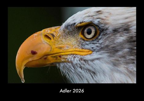 Tobias Becker: Adler 2026 Fotokalender DIN A3, Kalender