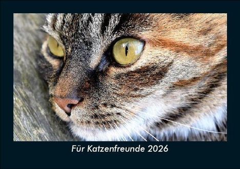 Tobias Becker: Für Katzenfreunde 2026 Fotokalender DIN A5, Kalender