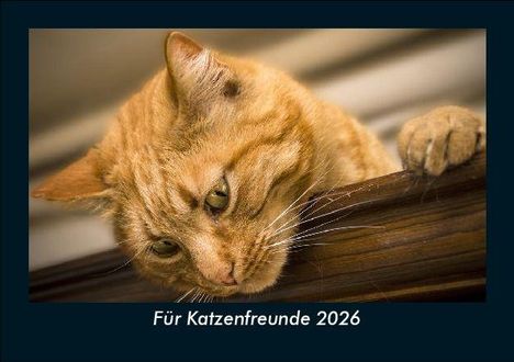 Tobias Becker: Für Katzenfreunde 2026 Fotokalender DIN A5, Kalender