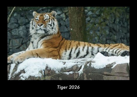 Tobias Becker: Tiger 2026 Fotokalender DIN A3, Kalender