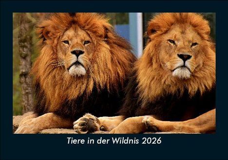 Tobias Becker: Tiere in der Wildnis 2026 Fotokalender DIN A5, Kalender