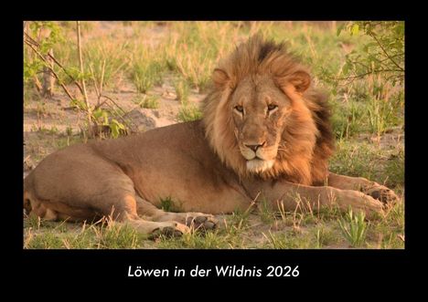 Tobias Becker: Löwen in der Wildnis 2026 Fotokalender DIN A3, Kalender