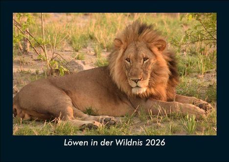 Tobias Becker: Löwen in der Wildnis 2026 Fotokalender DIN A5, Kalender