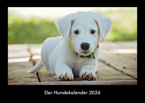 Tobias Becker: Der Hundekalender 2026 Fotokalender DIN A3, Kalender
