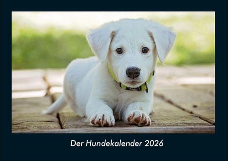 Tobias Becker: Der Hundekalender 2026 Fotokalender DIN A4, Kalender