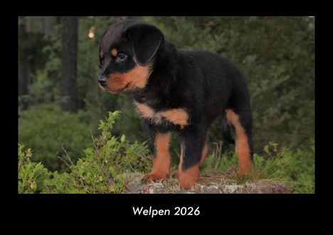 Tobias Becker: Welpen 2026 Fotokalender DIN A3, Kalender
