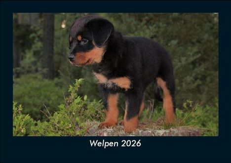 Tobias Becker: Welpen 2026 Fotokalender DIN A5, Kalender