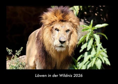 Tobias Becker: Löwen in der Wildnis 2026 Fotokalender DIN A3, Kalender