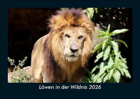 Tobias Becker: Löwen in der Wildnis 2026 Fotokalender DIN A5, Kalender