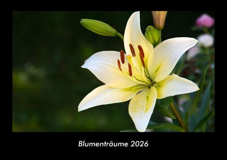 Tobias Becker: Blumenträume 2026 Fotokalender DIN A3, Kalender