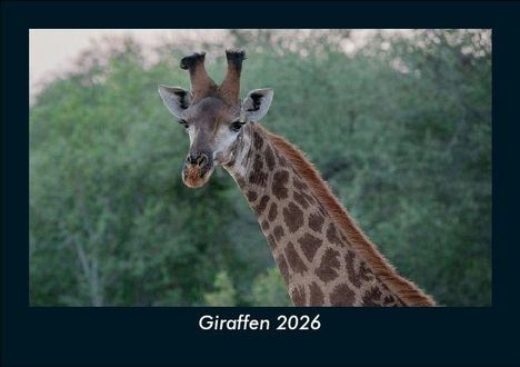Tobias Becker: Giraffen 2026 Fotokalender DIN A5, Kalender