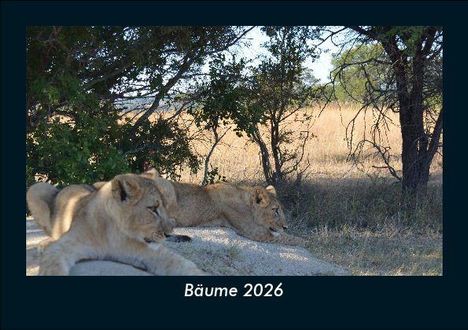 Tobias Becker: Bäume 2026 Fotokalender DIN A5, Kalender