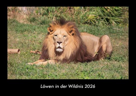 Tobias Becker: Löwen in der Wildnis 2026 Fotokalender DIN A3, Kalender