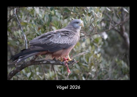 Tobias Becker: Vögel 2026 Fotokalender DIN A3, Kalender