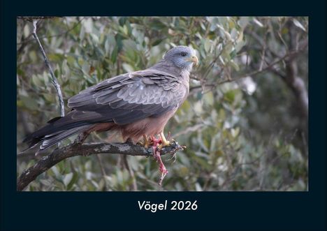 Tobias Becker: Vögel 2026 Fotokalender DIN A4, Kalender