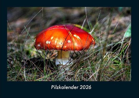 Tobias Becker: Pilzkalender 2026 Fotokalender DIN A4, Kalender
