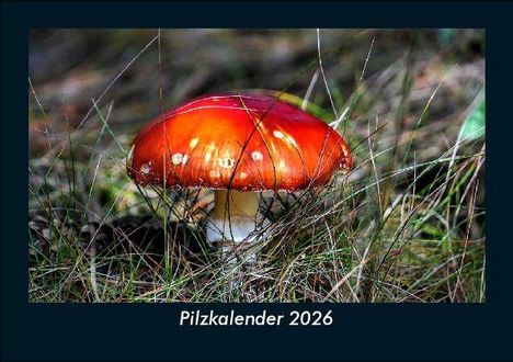 Tobias Becker: Pilzkalender 2026 Fotokalender DIN A5, Kalender
