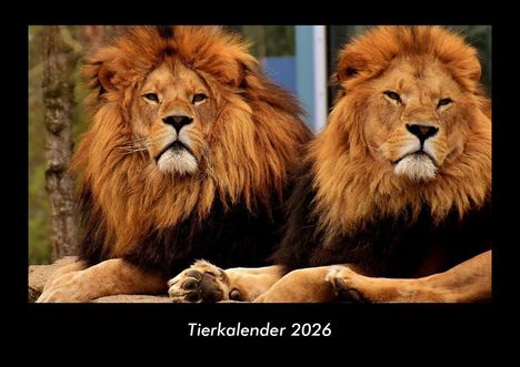 Tobias Becker: Tierkalender 2026 Fotokalender DIN A3, Kalender